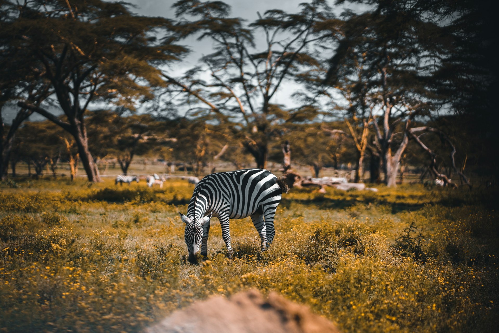 white and black zebra